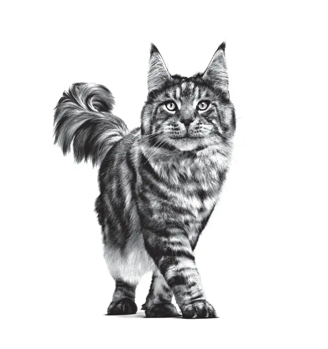 DENTAL dry cat food