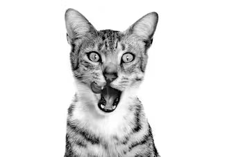 ROYAL CANIN SENSORY™ FEEL Morsels in Gravy - Wet Food for Adult Cats 12x85g