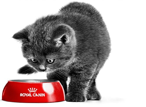 Cat Royal Canin