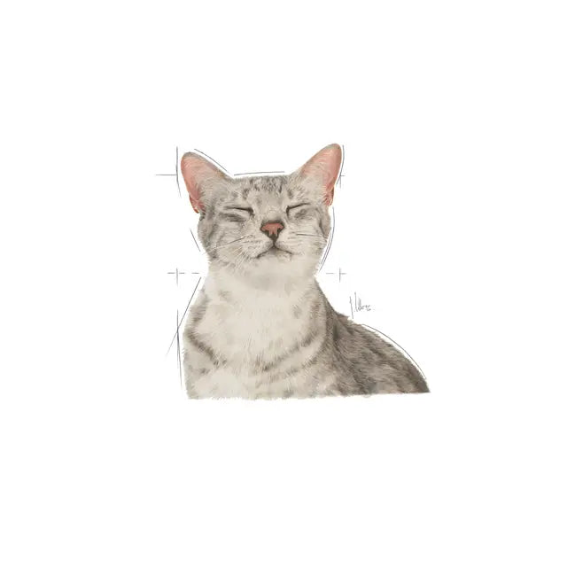 ROYAL CANIN SENSORY™ FEEL Morsels in Gravy - Wet Food for Adult Cats 12x85g