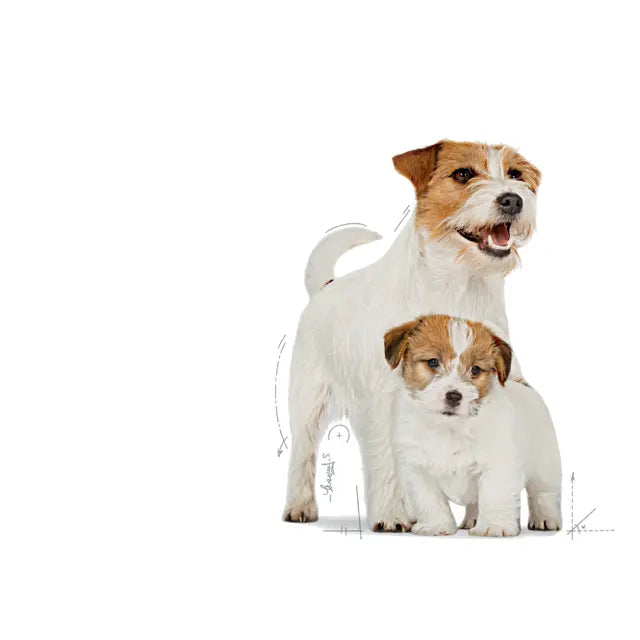 Royal Canin Mini Starter Mother & Babydog - Sausas pašaras šuniui