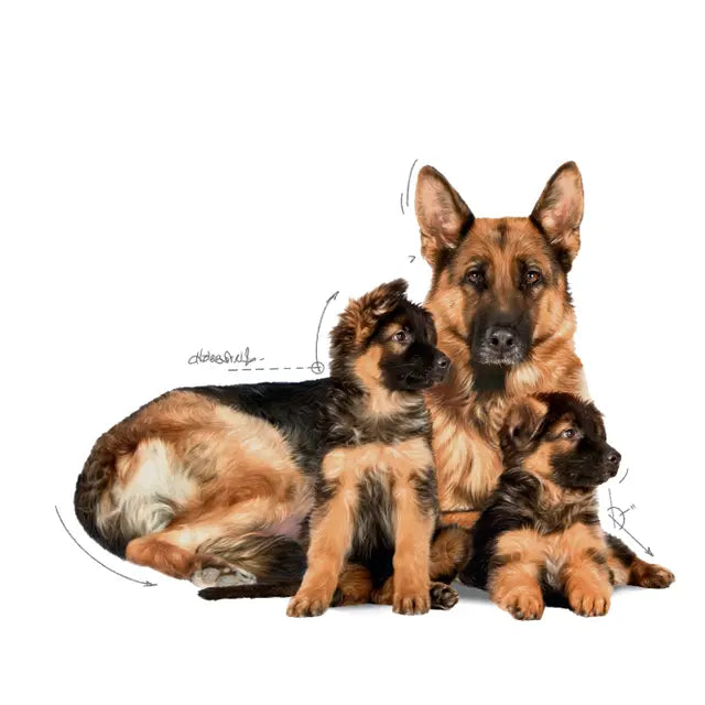 Royal Canin Starter Mother & Babydog Maxi sausas pašaras - Didelių veislių kalėms ir šuniukams