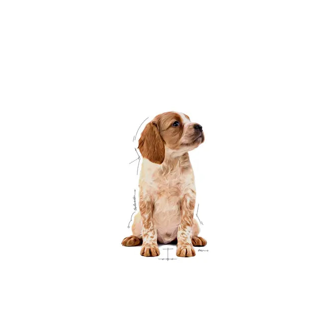 Royal Canin Puppy Medium Chunks in Gravy drėgnas pašaras - Vidutinių veislių šuniukams