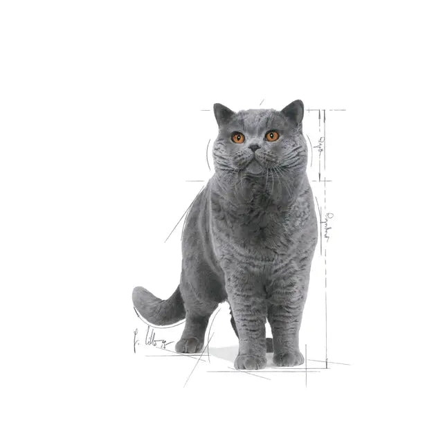 ROYAL CANIN British Shorthair Adult Thin Slices In Gravy - Wet Cat Food 12x85g
