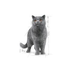ROYAL CANIN British Shorthair Adult - Влажный корм для кошек, кусочки в соусе, 12x85 г