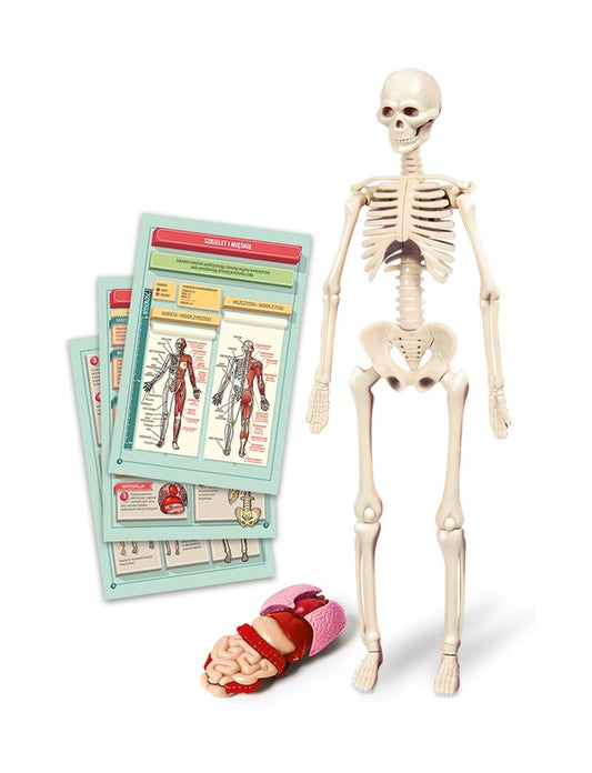 Educational Toy Clementoni The Human Body Mini-Set 50824