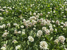 White Clover Rivendel 0.5kg