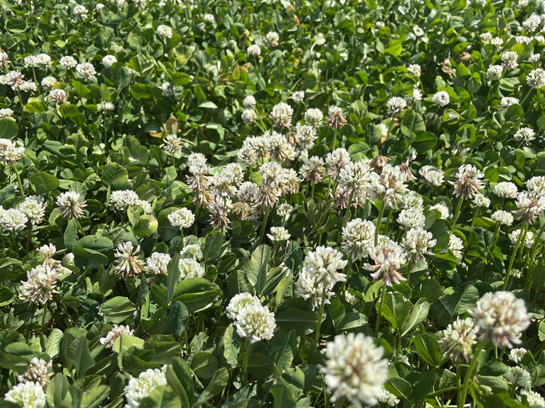 White Clover Rivendel 0.5kg