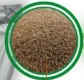 Lawn Seeds DLF Sun, 20 kg