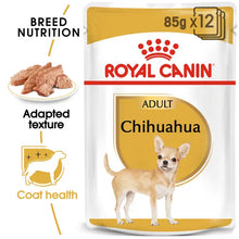 Chihuahua drėgnas pašaras šuniui