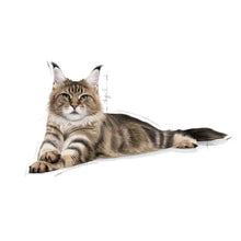 Maine Coon Adult sausas pašaras katei