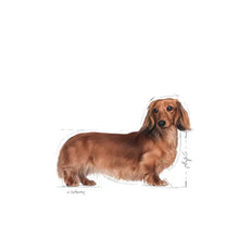 Dachshund mokra karma dla psów