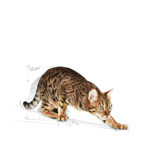 Outdoor dry cat food
