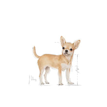 Chihuahua Adult sausas pašaras šuniui