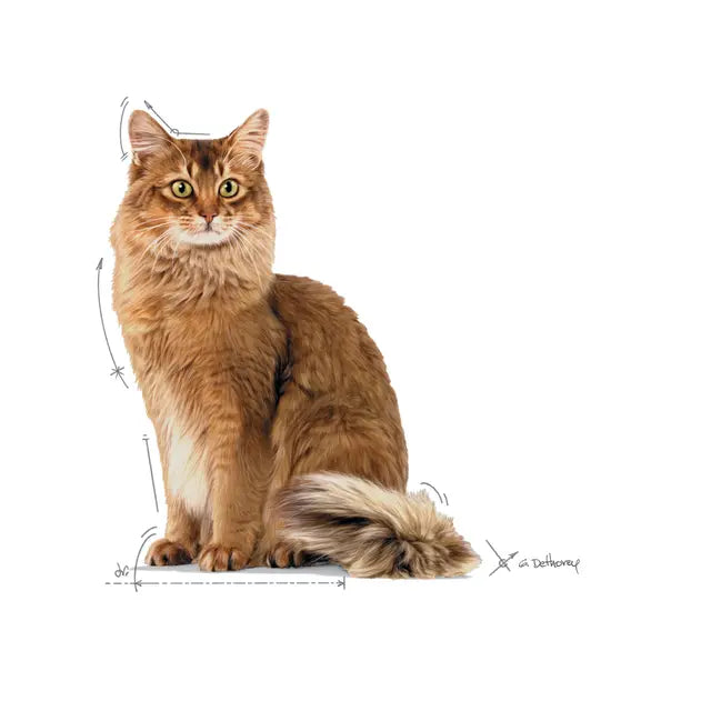 ROYAL CANIN Light Weight Care Gravy - Drėgnas Pašaras Suaugusioms Katėms 12x85g