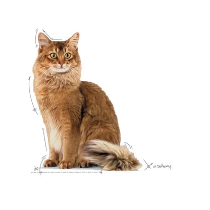 ROYAL CANIN Light Weight Care Gravy - Drėgnas Pašaras Suaugusioms Katėms 12x85g