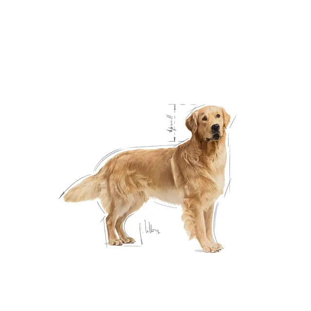 Royal Canin Golden Retriever Adult šunų maistas 12 kg - specialiai subalansuotas maistas suaugusiems auksinių retriverių