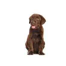 ROYAL CANIN® Immunity & Digestion Puppy Chews - Papildai šunims