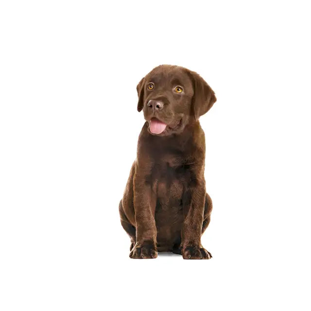 ROYAL CANIN® Immunity & Digestion Puppy Chews - Papildai šunims