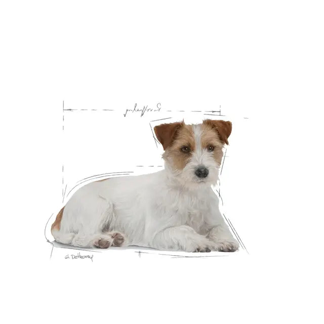 Royal Canin Size Health Nutrition Mini Ageing 12+ 1,5kg - Sausas maistas labai vyresnio amžiaus mažų veislių šunims