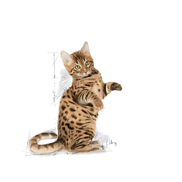 Sterilised Jelly - Wet Food for Sterilised Cats 12x85g