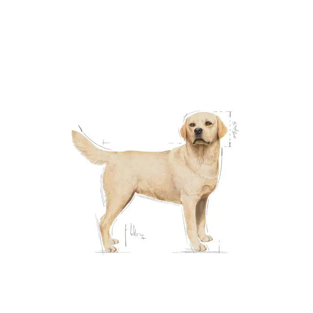 Sucha karma dla dorosłych psów rasy Labrador Retriever