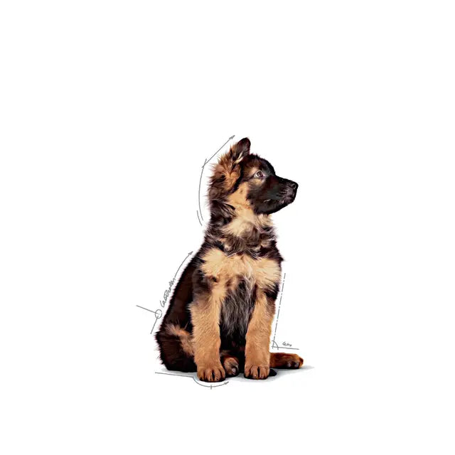 ROYAL CANIN Maxi Puppy Chunks In Gravy - Drėgnas Pašaras Dideliems Šuniukams 10x140g