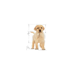 Sucha karma dla szczeniąt labradora retrievera