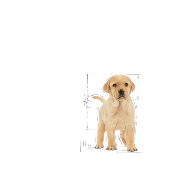 Sucha karma dla szczeniąt labradora retrievera