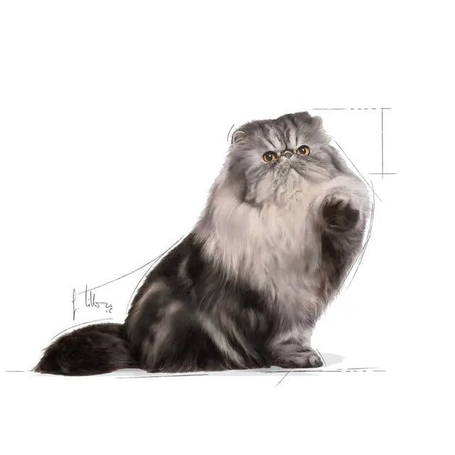 ROYAL CANIN Persian Adult Loaf - Drėgnas Pašaras Persų Katėms 12x85g