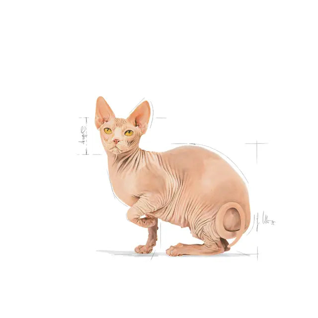 Sphynx Adult dry cat food