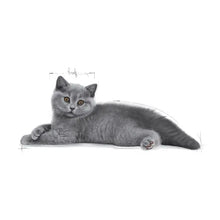 British Shorthair Kitten dry cat food