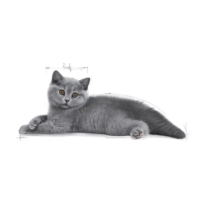 British Shorthair Kitten dry cat food