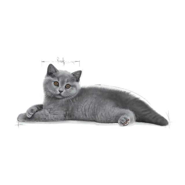 British Shorthair Kitten dry cat food