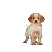 Royal Canin Puppy Medium sausas pašaras - Vidutinių veislių šuniukams