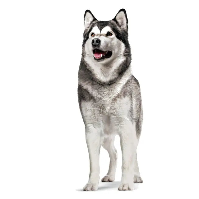 ROYAL CANIN® Joint & Ageing Adult Chews - Papildai šunims