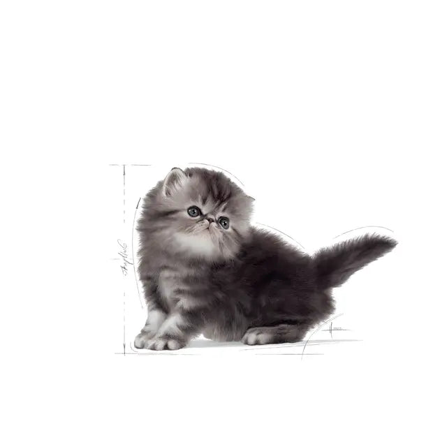 Persian Kitten sausas pašaras katei