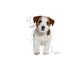ROYAL CANIN® Mini Puppy - Sausas pašaras mažų veislių šuniukams (800g / 2kg / 8kg)