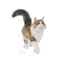 ROYAL CANIN Instinctive 7+ Kawałki w Sosie - Mokra Karma Dla Starszych Kotów 12x85g