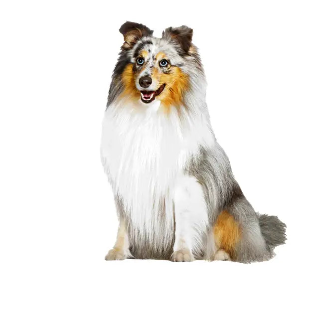 Royal Canin Skin &amp; Coat Adult Chews – suplementy dla psów