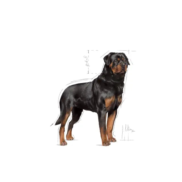 Sucha karma dla dorosłych psów Rottweiler