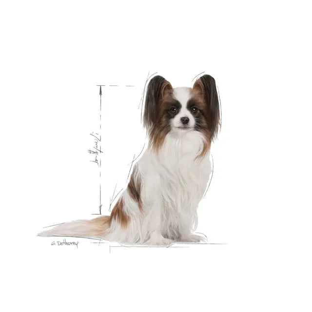 Royal Canin X-Small Adult 8+ - Sausas pašaras šuniui