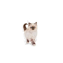KITTEN sausas pašaras katei