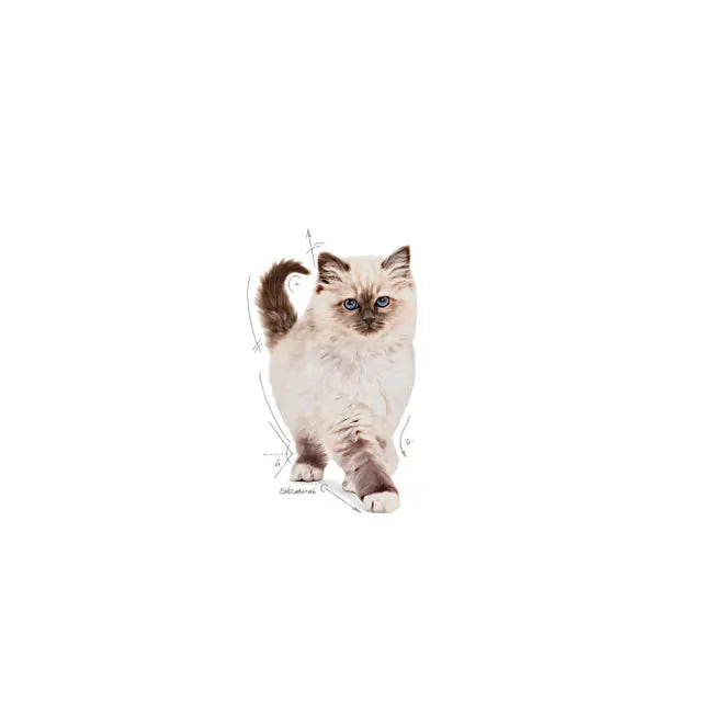 KITTEN sausas pašaras katei