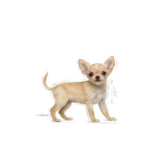 Chihuahua Puppy sausas pašaras šuniui