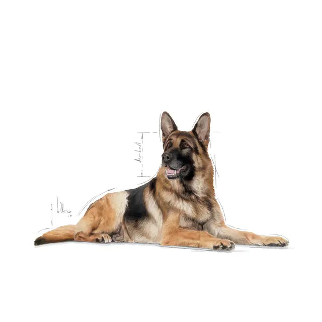 Royal Canin Maxi Ageing 8+ sucha karma – Dla bardzo starszych psów dużych ras