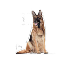Royal Canin Maxi Adult 5+ sausas pašaras - Subrendusiems didelių veislių šunims