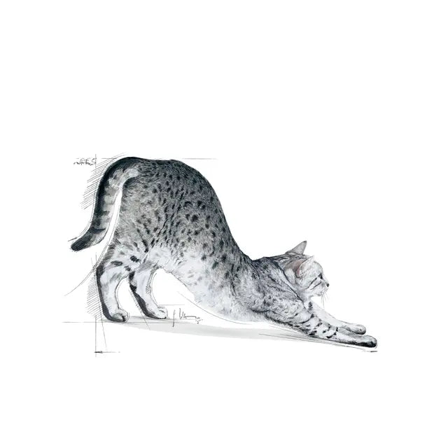 Indoor 27 dry cat food