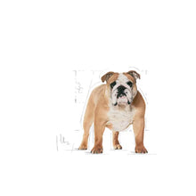 Royal Canin Bulldog Adult - sucha karma dla psów