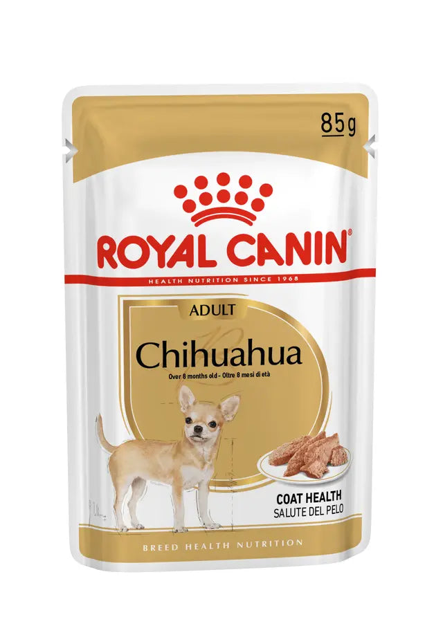 Chihuahua drėgnas pašaras šuniui